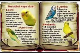 muhabbet kusu acil yardim ve yardimlasma mart 2017