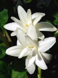 Image result for Polianthes tuberosa