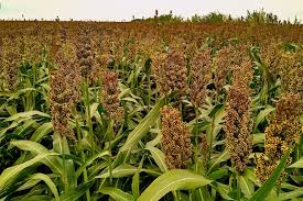 Image result for Sorghum