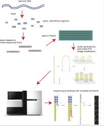 sequencing by synthesis explaining the illumina sequencing