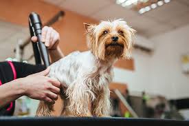The self wash includes all amenities necessary for a fun and exciting time with your pooch including; The 10 Best Pet Groomers In Idaho