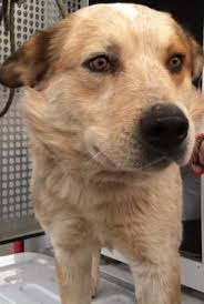 American Blue Heeler Black And White Animal Id 37840668 Species Dog Breed American Blue Heeler Mix Age 5 Years 4 Days Gender Male Size Large Color White Red Cattle Dogs Rule Dogs Heeler Mix