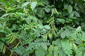 Image result for Tephrosia noctiflora