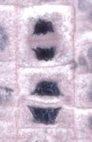 It can be tough, flexible, and sometimes rigid. Cell Wall Wikiwand