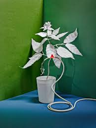 Storage of fat in the endosperm cells of oil seeds. The Intelligent Plant The New Yorker