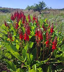 Image result for Erythrina zeyheri