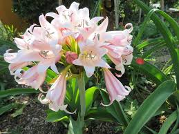 Image result for Crinum macowanii