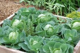 Posts About Cabbage On Jodie Richelle Cabbage Plant Breeding Vegetable Garden