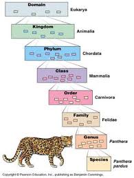 topic 5 3 classification of biodiversity amazing world of