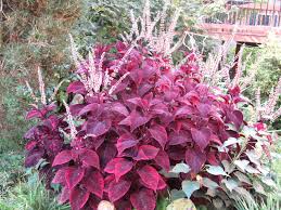 Image result for Coleus hereroensis