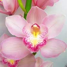 Cymbidium Orchids Light Pink Bulk Flower Fiftyflowers Com Cymbidium Orchids Flower Garden Design Orchids