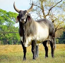 Magnificent Brahman Zebu Bull Brahman Cattle Are Commonly Called Brahma In The United States And Zebu In Zebu Cattle Animals With Horns Brahma Bull