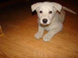Why buy a german shepherd dog puppy for sale if you can adopt and save a life? White German Shepherd Puppies For Sale In Benton Pennsylvania Classified Americanlisted Com