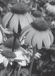 Image result for Oxygonum dregeanum