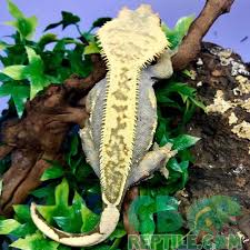 Find crested geckos for sale at your local petsmart store! Pinstripe Crested Gecko For Sale Online Baby Pinstripe Crested Geckos For Sale Where To Buy Geckos For Sale Online Gecko Breeder Of Crested Geckos For Sale Near Me