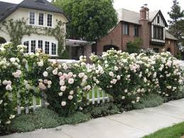 I Loove The Romance Of Climbing Roses Fence Landscaping Climbing Roses Backyard Fences