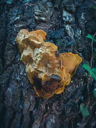 Image result for Phellinus pini