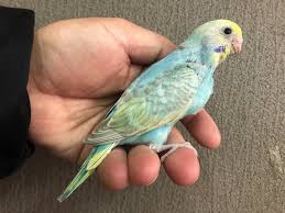 LOVEBIRDFUKUOKA（ラブバードフクオカ）