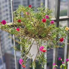 Image result for Portulaca kermesina