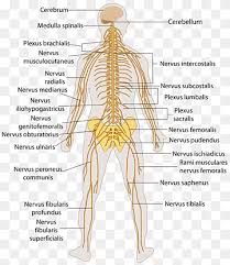 Diagram of the human nervous system. Central Nervous System Png Images Pngwing