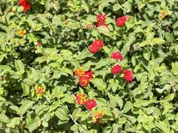 Image result for Lantana angolensis