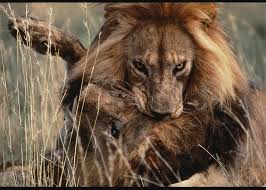 50 Greatest Photographs National Geographic Society Animals Big Cats Animal Attack