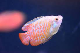 How many dwarf gouramis can be kept together? Dwarf Gourami Care Tank Mates Lifespan More