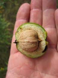 Hickory Growing Using Edible Nuts Hickory Hickory Tree Hickory Leaf