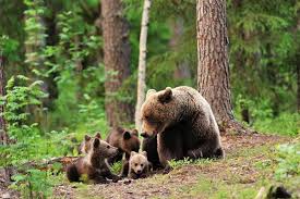 The biggest brown bear sanctuary in the world! Libearty Bear Sanctuary And Dracula S Castle Day Tour From Bucharest 2021