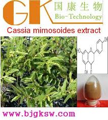 Image result for Chamaecrista mimosoides