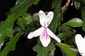 Image result for Pseuderanthemum ludovicianum