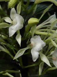 Image result for Corymborkis