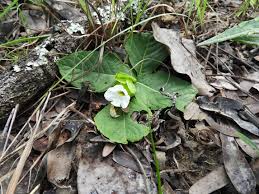 Image result for Crabbea