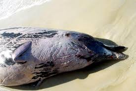 Image result for Cuviera