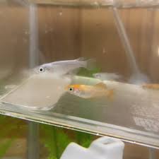 メダカ 教えての助け合い ジモティー