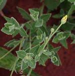 Image result for Osteospermum muricatum