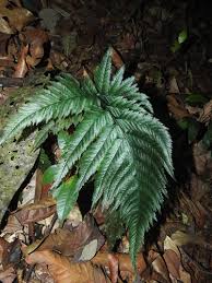 Image result for Vandenboschia