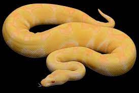 Pythonregius Com Constrictors Unlimited Ball Python Pretty Snakes Reticulated Python