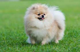 Have your puppy transported to you via car or van. How Much Does A Pomeranian Cost Woof Dog