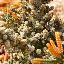 Image result for Sutera debilis