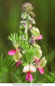Image result for Tephrosia praecana