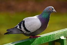 H10n3 is a type of bird flu or avian flu. Bird Death Mystery Solved Go Express