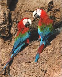 My understanding is that people often use different words to say the same thing in different spanish speaking countries. The Parrot Fund Amigos De Las Aves Usa Parrot Conservation And Research Fund Www Amigosdelasaves Org Or Www Parrotfund Org Parrot Conservation Amigos