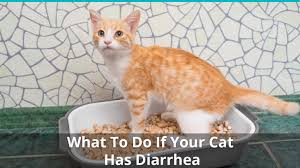 Royal canin feline health nutrition special 33. What To Do When Your Cat Has Diarrhea Or Runny Poo