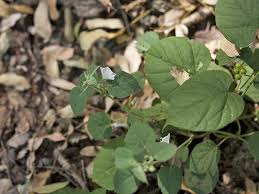 Image result for Jacquemontia paniculata