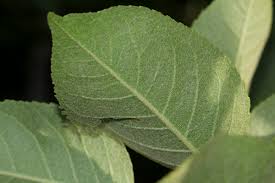 Image result for Croton leuconeurus