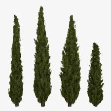 Italian Cypress 3d Model Italian Cypress Trees Cypress Trees Italian Cypress