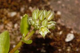 Image result for Polycarpon prostratum