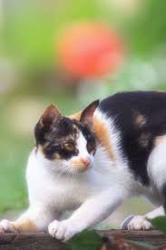 Look After Your Cat A Cat S Behavior Is Definitely A Elaborate Thing To Have An Understanding Of They Can Be Fractious And Also Choosy And In Kedi