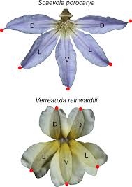 Image result for Goodeniaceae